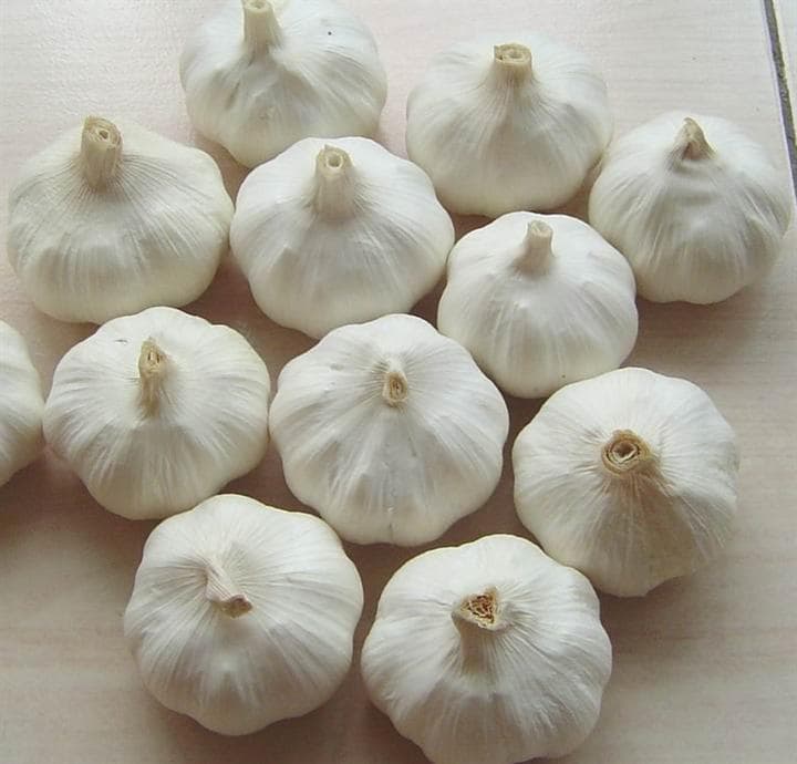 Chinese Fresh Pure White Garlic